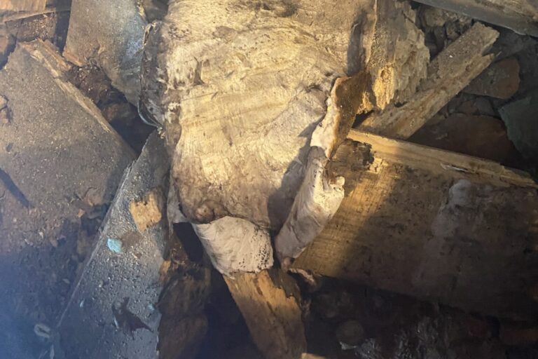 coniophore des caves